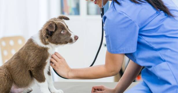 e-Curso: técnico veterinario