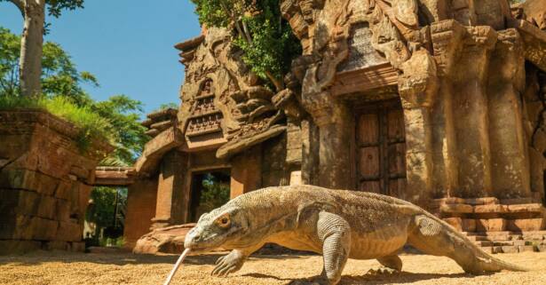 Entrada de niño o adulto a Bioparc Fuengirola