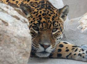 Entradas al zoo con una bolsa de comida