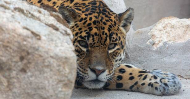 Entradas al zoo con una bolsa de comida