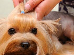 Curso iniciación a la peluquería canina -79%