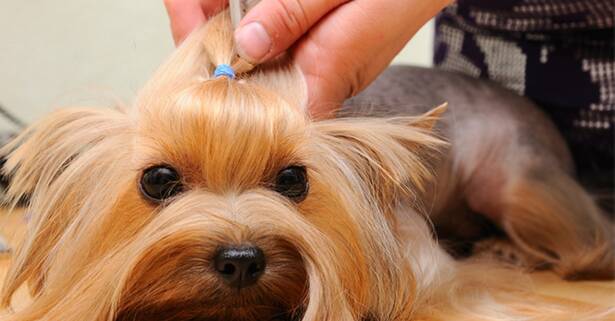 Curso iniciación a la peluquería canina -79%