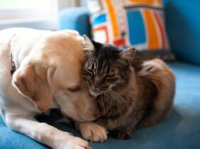 Vacunación para perro o gato