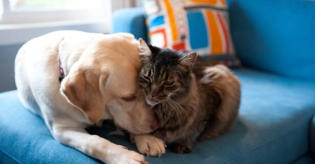 Vacunación para perro o gato