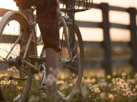 Ruta en bicicleta entre viñedos por la zona de Jumilla para 2 o 4