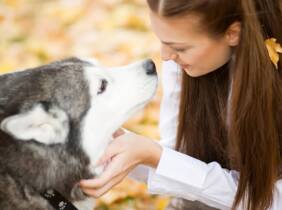 Clases de adiestramiento canino