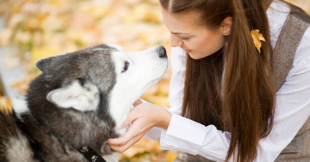 Clases de adiestramiento canino