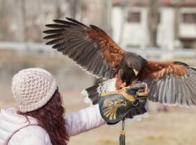 Experiencia de cetrería con vuelo de águila en Emociones Al Vuelo